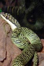 Watch National Geographic Snakes that Fly 123MoviesFree