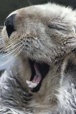 Watch Sea Otters - A Million Dollar Baby 123MoviesFree