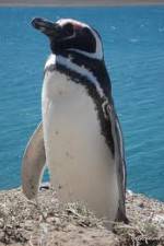 Watch National Geographic Wild Chronicles: Penguins 123MoviesFree