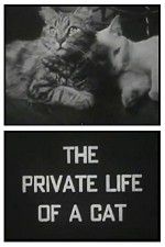 Watch The Private Life of a Cat 123MoviesFree