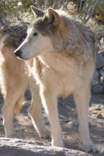 Watch National Geographic : Mystery of the Wolf 123MoviesFree