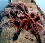 Watch Spidermania (TV Special 2002) 123MoviesFree