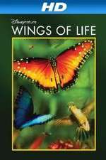 Watch Pollen 123MoviesFree