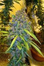 Watch Marijuana: Its Time for a Conversation 123MoviesFree