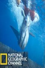 Watch National Geographic Shark Men Surfs Up 123MoviesFree