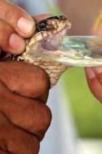 Watch History Channel Evolve: Venom 123MoviesFree