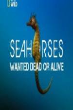 Watch National Geographic - Wild Seahorses Wanted Dead Or Alive 123MoviesFree