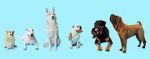Watch How Dogs Got Their Shapes 123MoviesFree