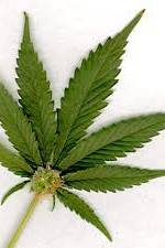 Watch Aphrodisiac! The Sexual Secret Of Marijuana 123MoviesFree