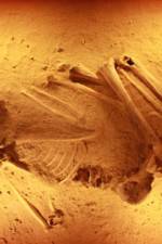 Watch Lost Cannibals of Europe 123MoviesFree