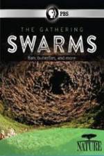 Watch Nature The Gathering Swarms 123MoviesFree