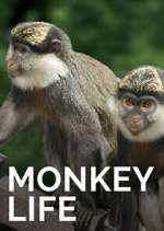 Watch Monkey Life 123MoviesFree