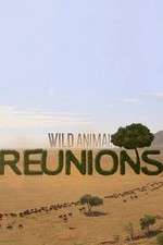 Watch Wild Animal Reunions 123MoviesFree