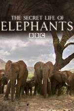 Watch The Secret Life of Elephants 123MoviesFree