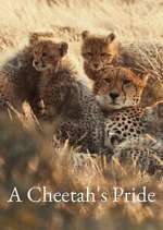 Watch A Cheetah\'s Pride 123MoviesFree