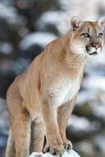 Watch Race of Life 123MoviesFree