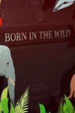 Watch Born In The Wild 123MoviesFree