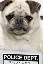 Watch Secret Life of Dogs 123MoviesFree