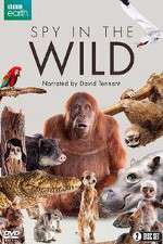 Watch Spy in the Wild 123MoviesFree