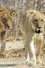 Watch Lion Country: Night and Day 123MoviesFree