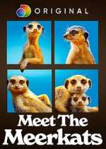 Watch Meet the Meerkats 123MoviesFree
